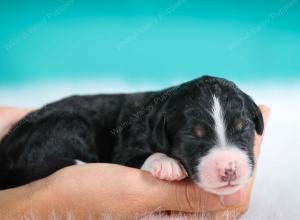 tri-colored male standard bernedoodle near Chicago Illinois