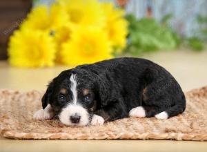 tri-colored male standard bernedoodle near Chicago Illinois