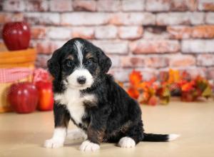 tri-colored male standard bernedoodle near Chicago Illinois