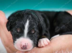 tri-colored male standard bernedoodle near Chicago Illinois