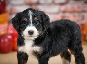 tri-colored male standard bernedoodle near Chicago Illinois