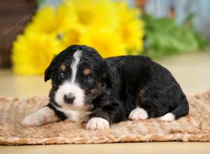 tri-colored male standard bernedoodle near Chicago Illinois