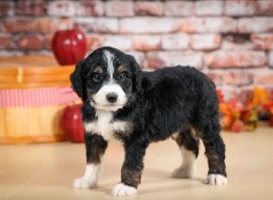 tri-colored male standard bernedoodle near Chicago Illinois