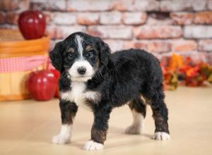 tri-colored male standard bernedoodle near Chicago Illinois