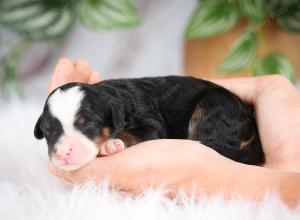 mini bernedoodle near Saint Louis MO
