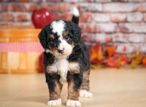 mini bernedoodle near Saint Louis MO