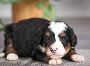 F1 mini bernedoodle near Chicago Illinois