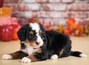 mini bernedoodle near Saint Louis MO
