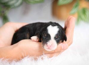 mini bernedoodle near Saint Louis MO