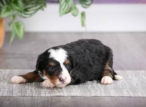 F1 mini bernedoodle near Chicago Illinois