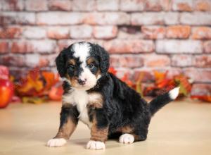 mini bernedoodle near Saint Louis MO