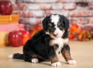 mini bernedoodle near Saint Louis MO