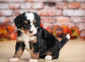 mini bernedoodle near Saint Louis MO