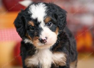 mini bernedoodle near Saint Louis MO