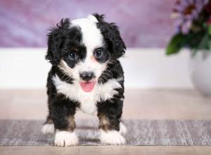 F1B Tiny Bernedoodle in IllinoisF1B Tiny Bernedoodle in Illinois