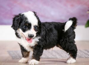 F1B Tiny Bernedoodle in Illinois