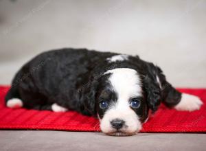 F1B Tiny Bernedoodle in Illinois