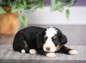 F1 mini bernedoodle near Chicago Illinois