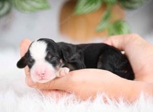 mini bernedoodle near Saint Louis MO