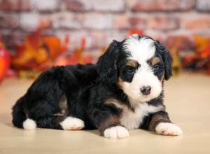 F1 mini bernedoodle near Chicago Illinois