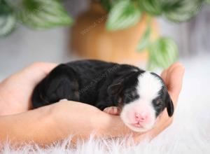 mini bernedoodle near Saint Louis MO