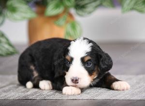 F1 mini bernedoodle near Chicago Illinois