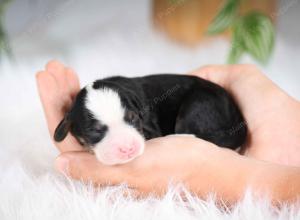 mini bernedoodle near Saint Louis MO
