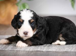 F1 mini bernedoodle near Chicago Illinois