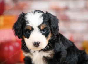 F1 mini bernedoodle near Chicago Illinois