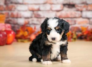 F1 mini bernedoodle near Chicago Illinois