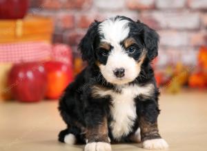 F1 mini bernedoodle near Chicago Illinois