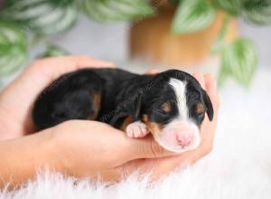 mini bernedoodle near Saint Louis MO