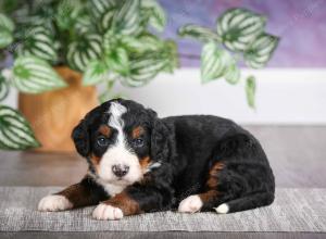 F1 mini bernedoodle near Chicago Illinois