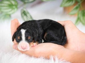 mini bernedoodle near Saint Louis MO