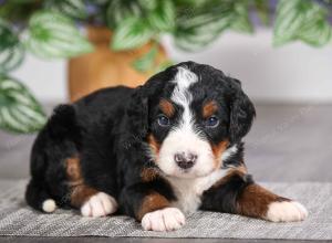 F1 mini bernedoodle near Chicago Illinois