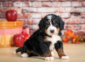 F1 mini bernedoodle near Chicago Illinois