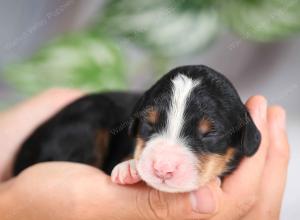mini bernedoodle near Saint Louis MO