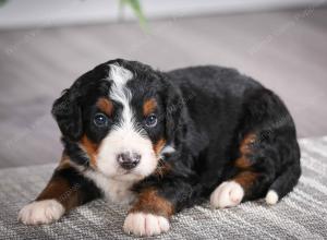 F1 mini bernedoodle near Chicago Illinois