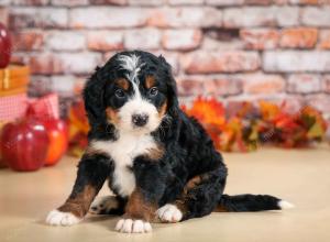F1 mini bernedoodle near Chicago Illinois