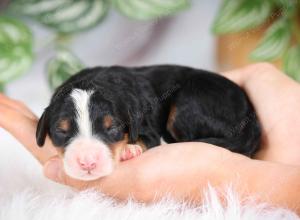 mini bernedoodle near Saint Louis MO