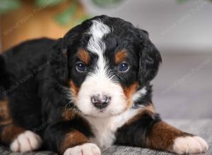 F1 mini bernedoodle near Chicago Illinois