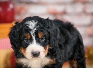 F1 mini bernedoodle near Chicago Illinois