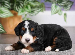 F1 mini bernedoodle near Chicago Illinois