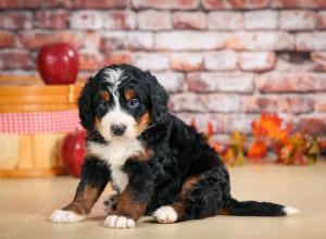 F1 mini bernedoodle near Chicago Illinois
