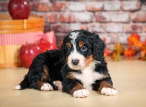 F1 mini bernedoodle near Chicago Illinois