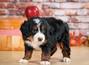 F1 mini bernedoodle near Chicago Illinois