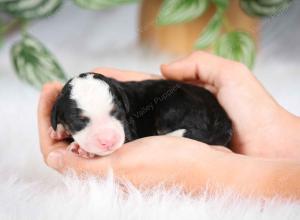 mini bernedoodle near Saint Louis MO