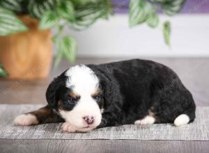 F1 mini bernedoodle near Chicago Illinois