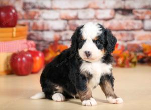 F1 mini bernedoodle near Chicago Illinois