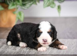 F1 mini bernedoodle near Chicago Illinois